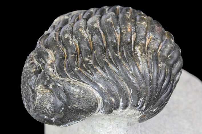 Bargain, Pedinopariops Trilobite - Mrakib, Morocco #137688